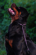 Grot Collar