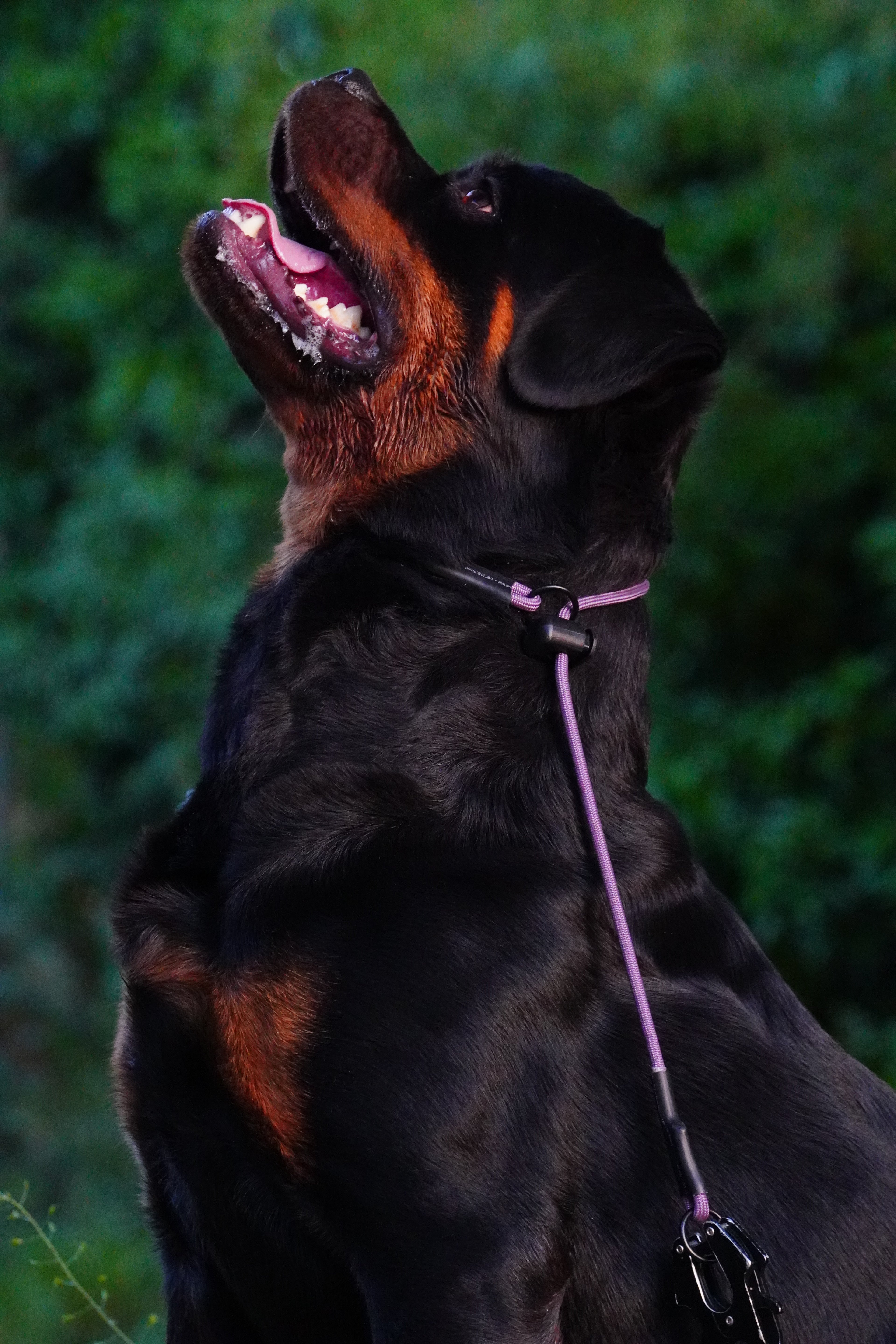 Grot Collar