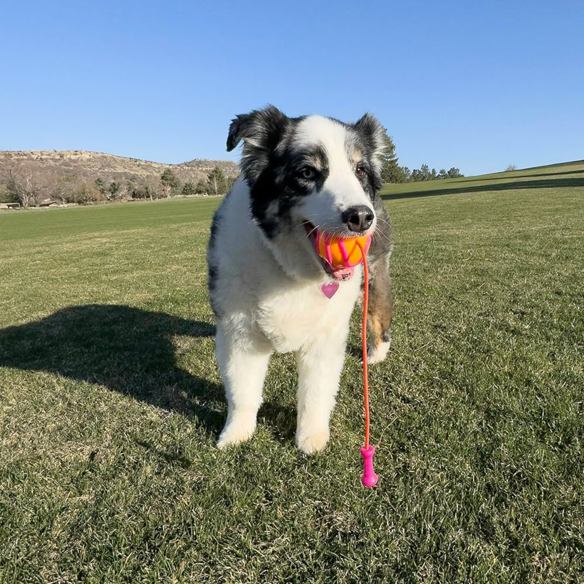 KONG Bunji High-vis Ball Large