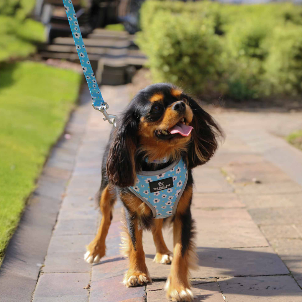 Ancol Soho Daisy Lead 100cm / 50kg