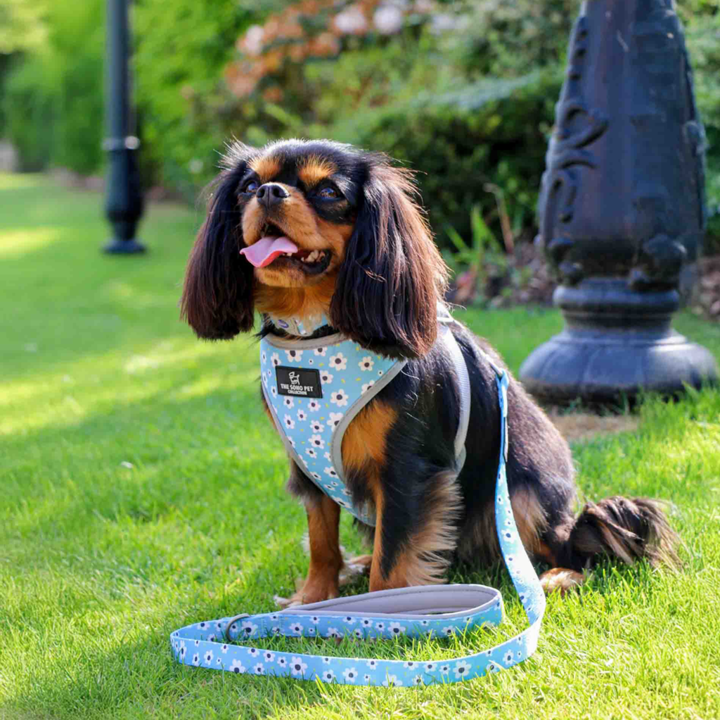 Ancol Soho Daisy / Polkadot Reversible Harness