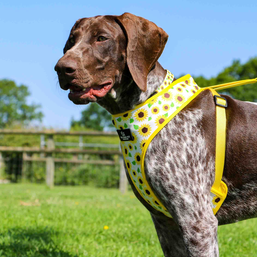 Ancol Soho Sunflower / Yellow Check Reversible Harness