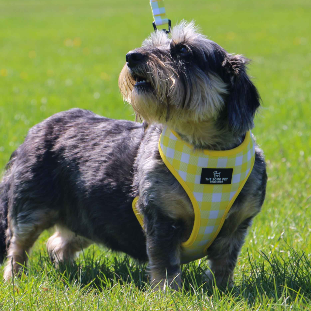 Ancol Soho Sunflower / Yellow Check Reversible Harness