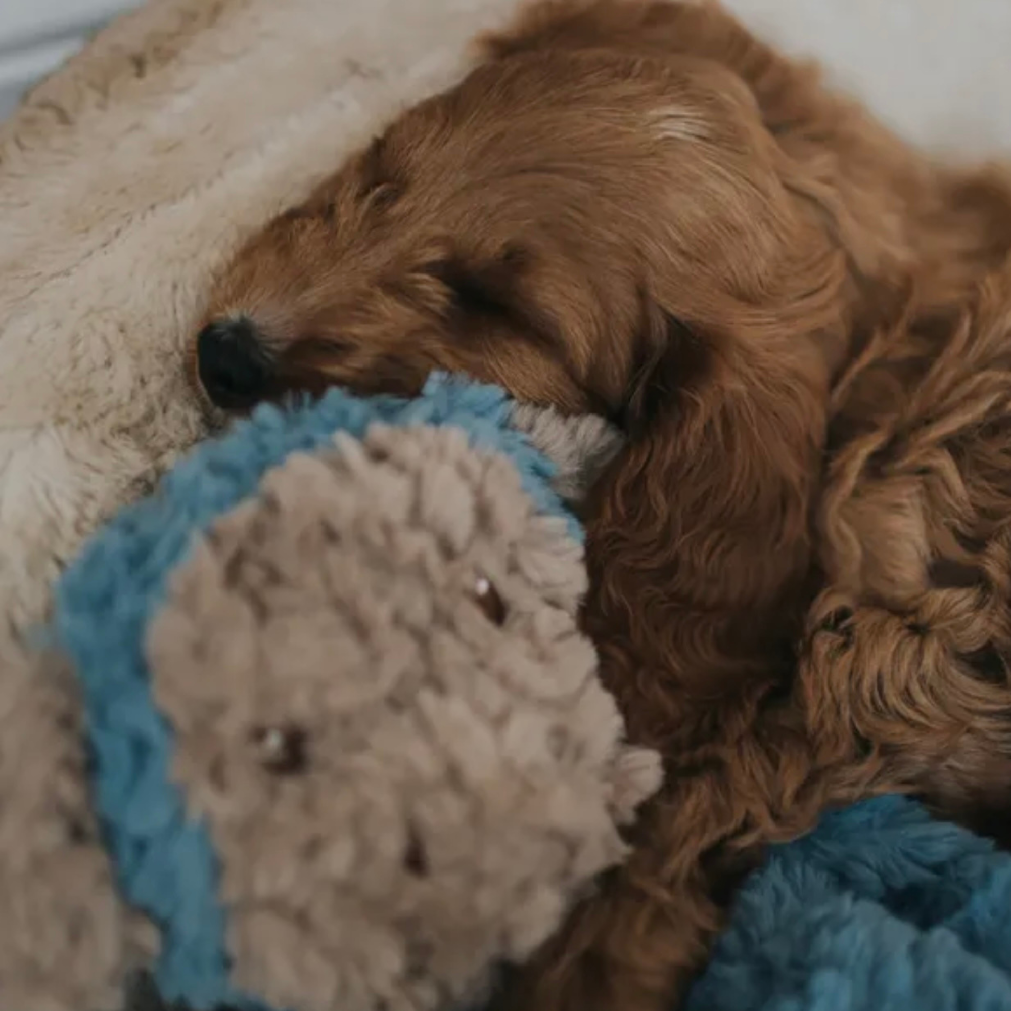 Rosewood 'My Dog' Plush Toy Variations