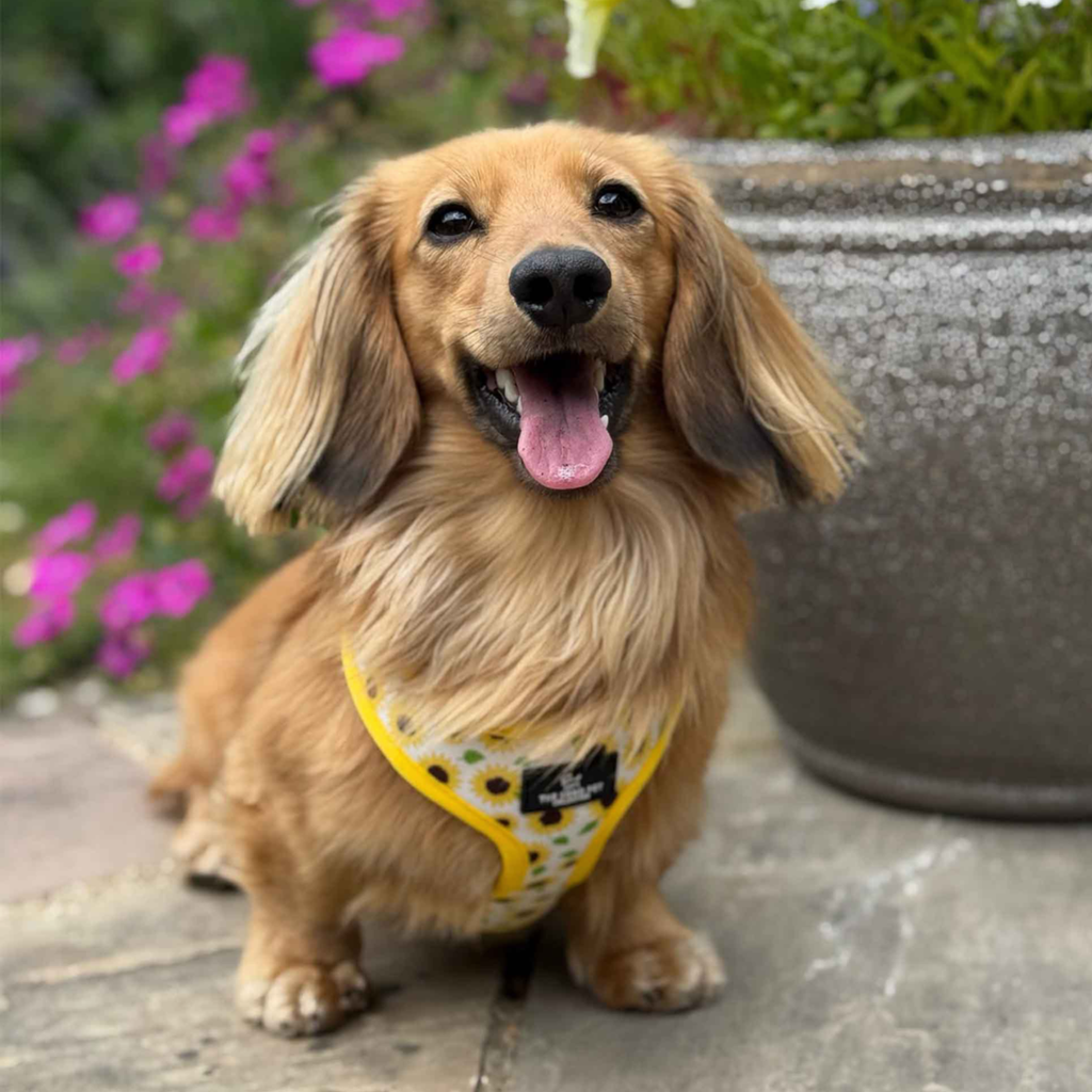 Ancol Soho Sunflower / Yellow Check Reversible Harness