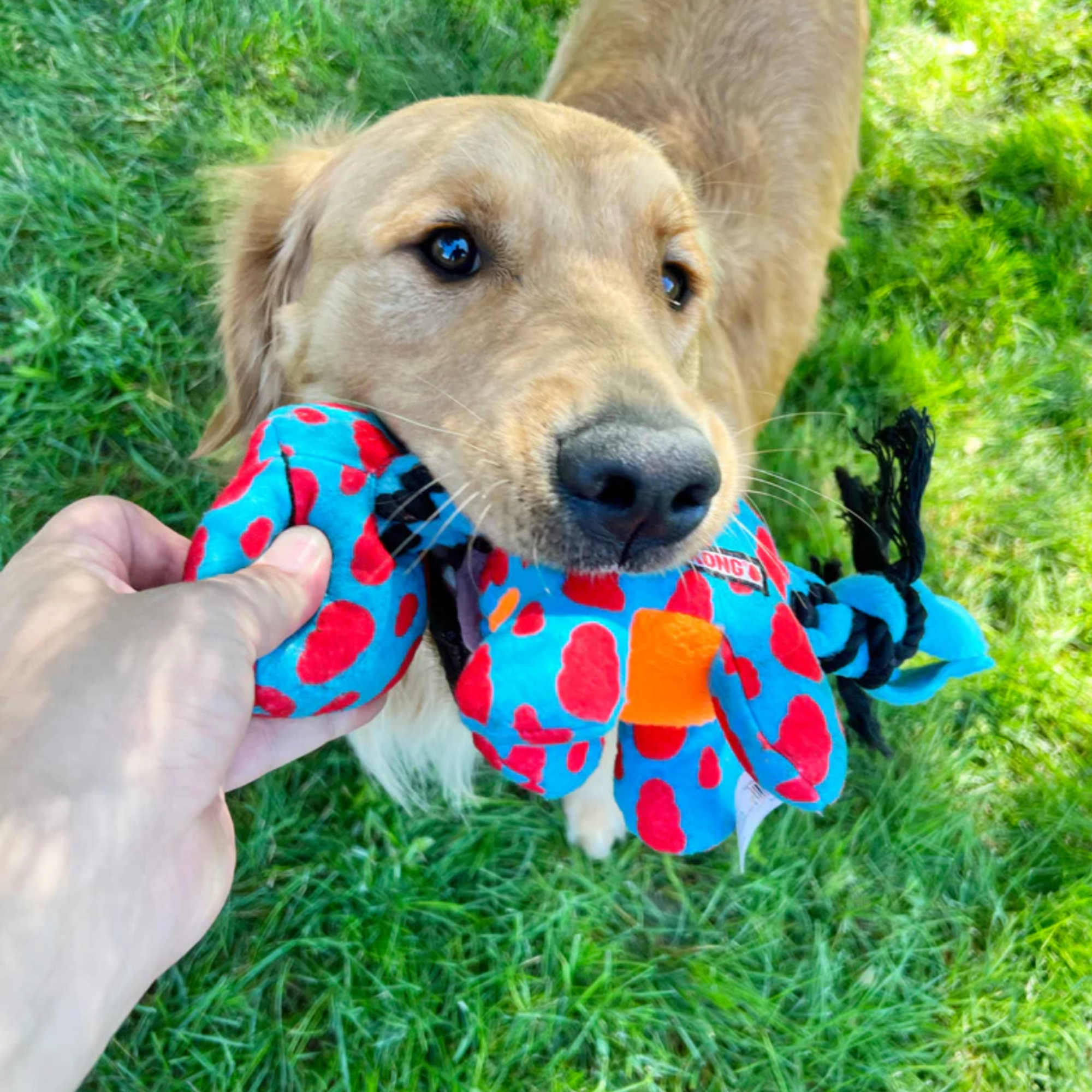 KONG Signature Dynos Dog Toy Medium