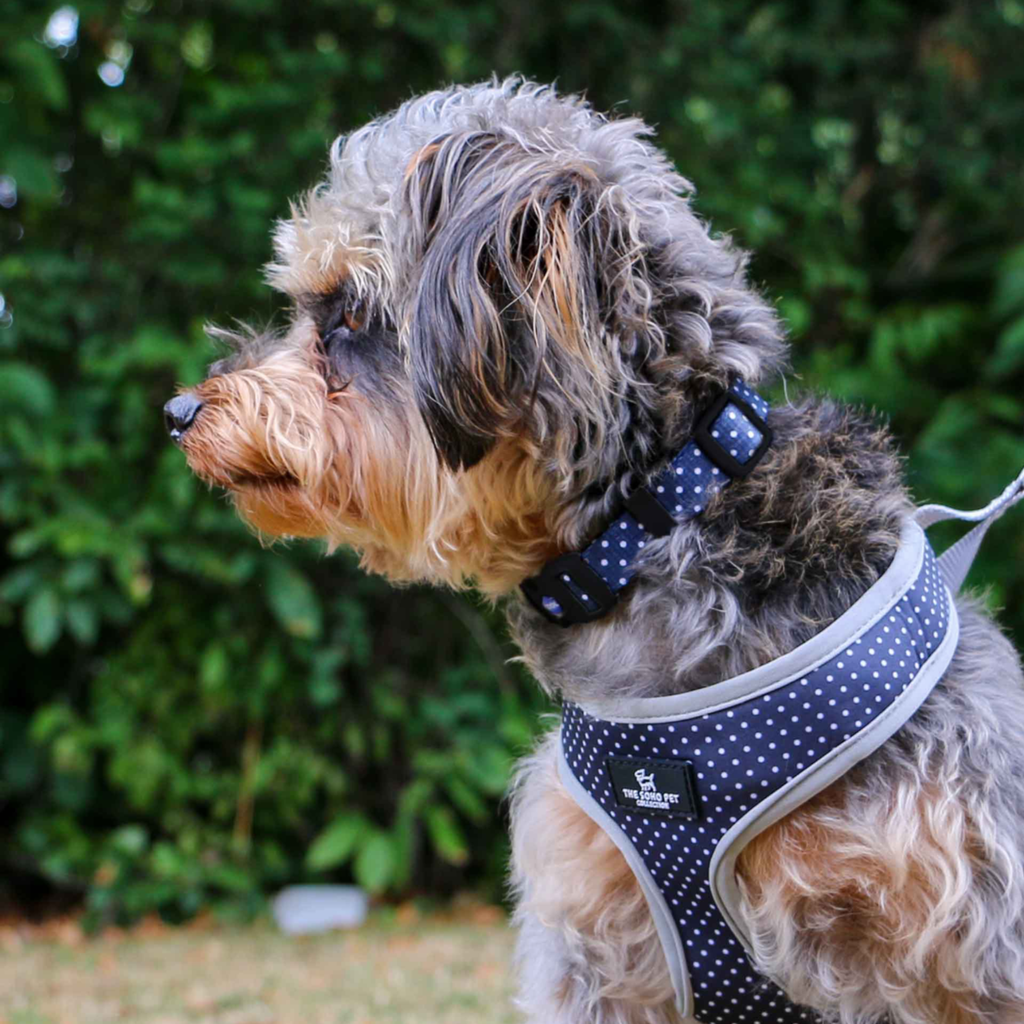 Ancol Soho Daisy / Polkadot Reversible Harness