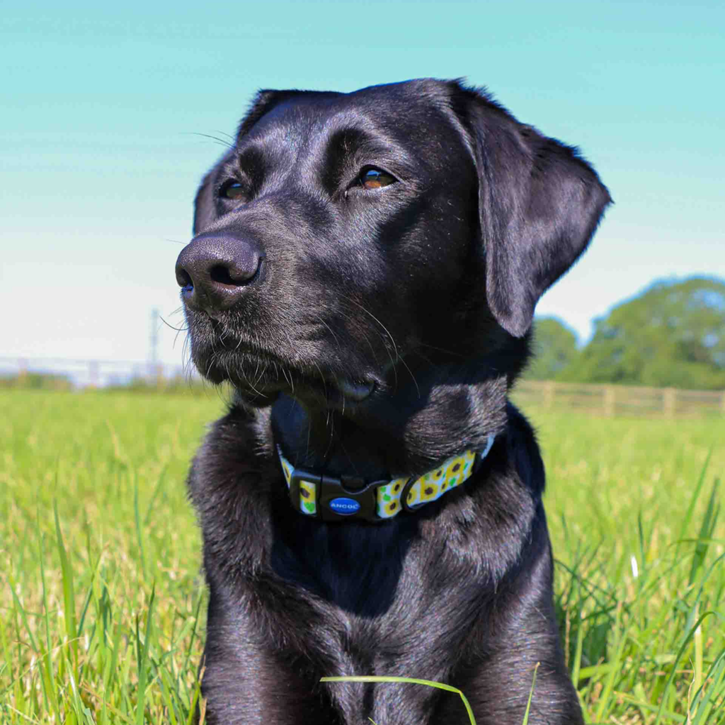 Ancol Soho Sunflower Collar