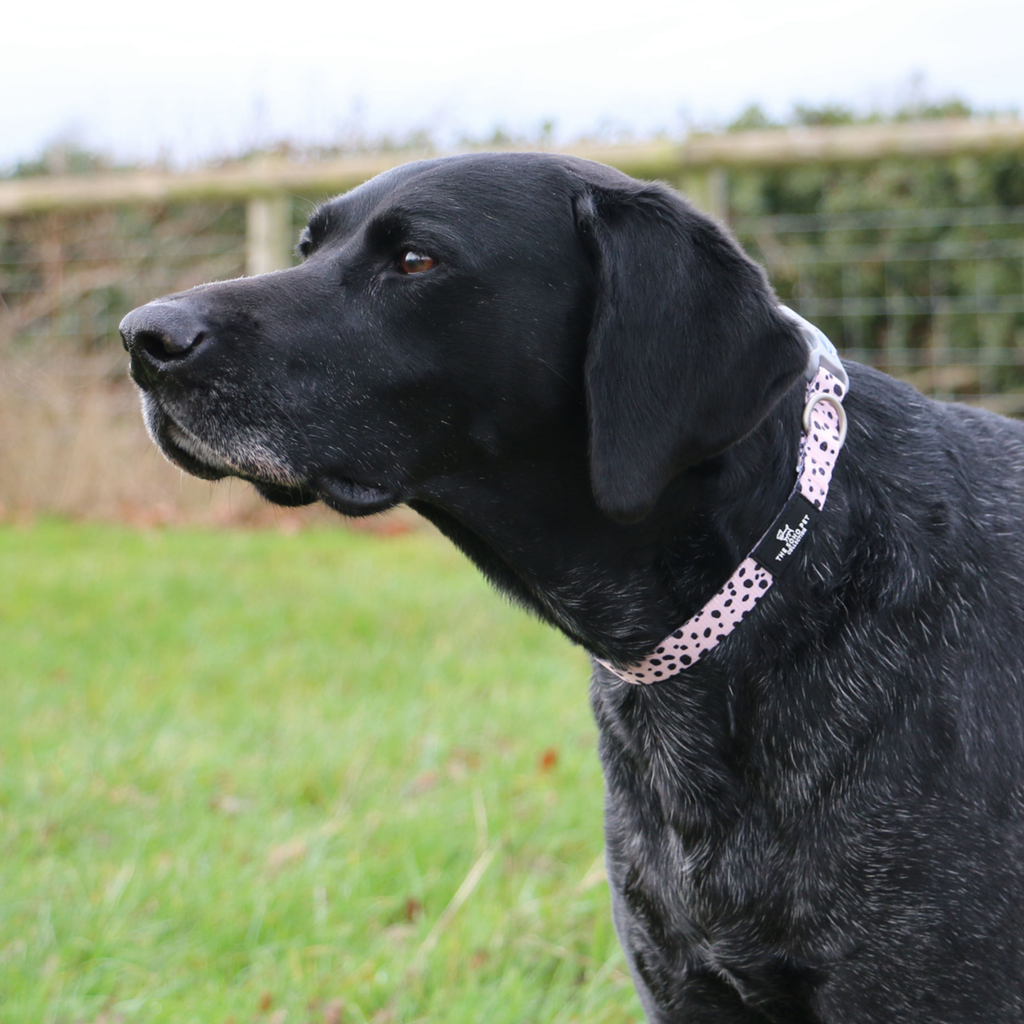 Ancol Soho Dalmatian Collar